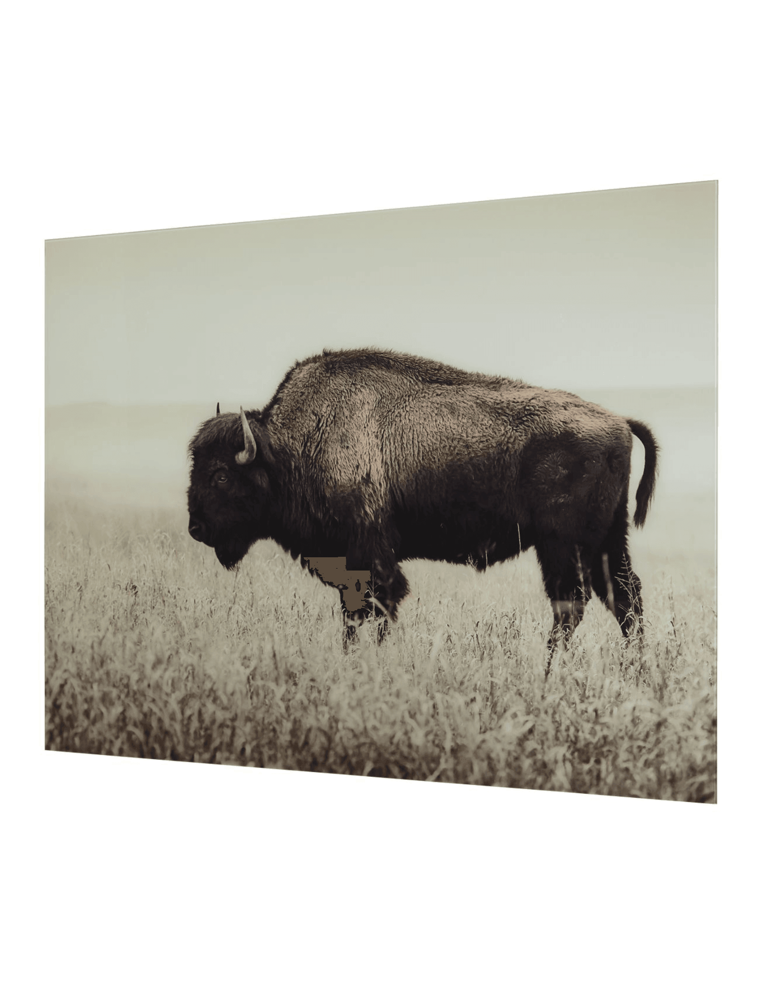 Brutus Wall Art - Castle Furniture & Appliances